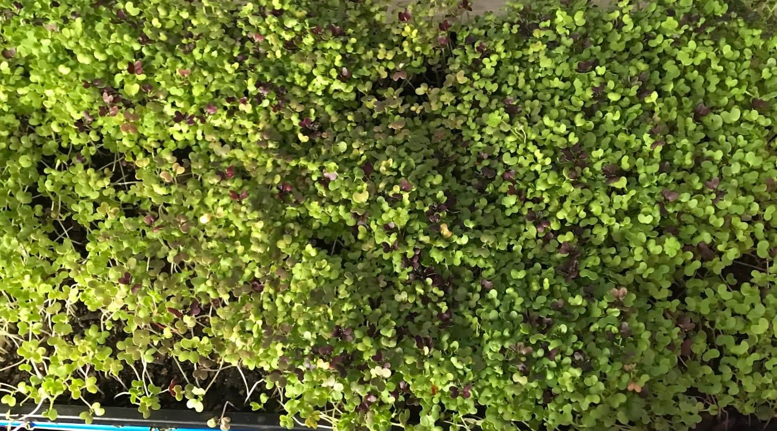 Tray of growing microgreens
