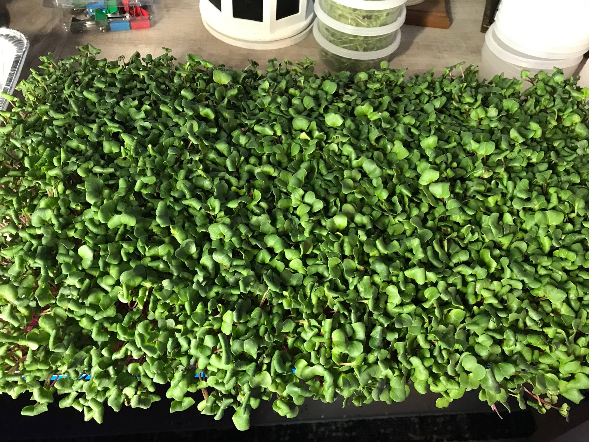 Tray of fresh microgreens growing