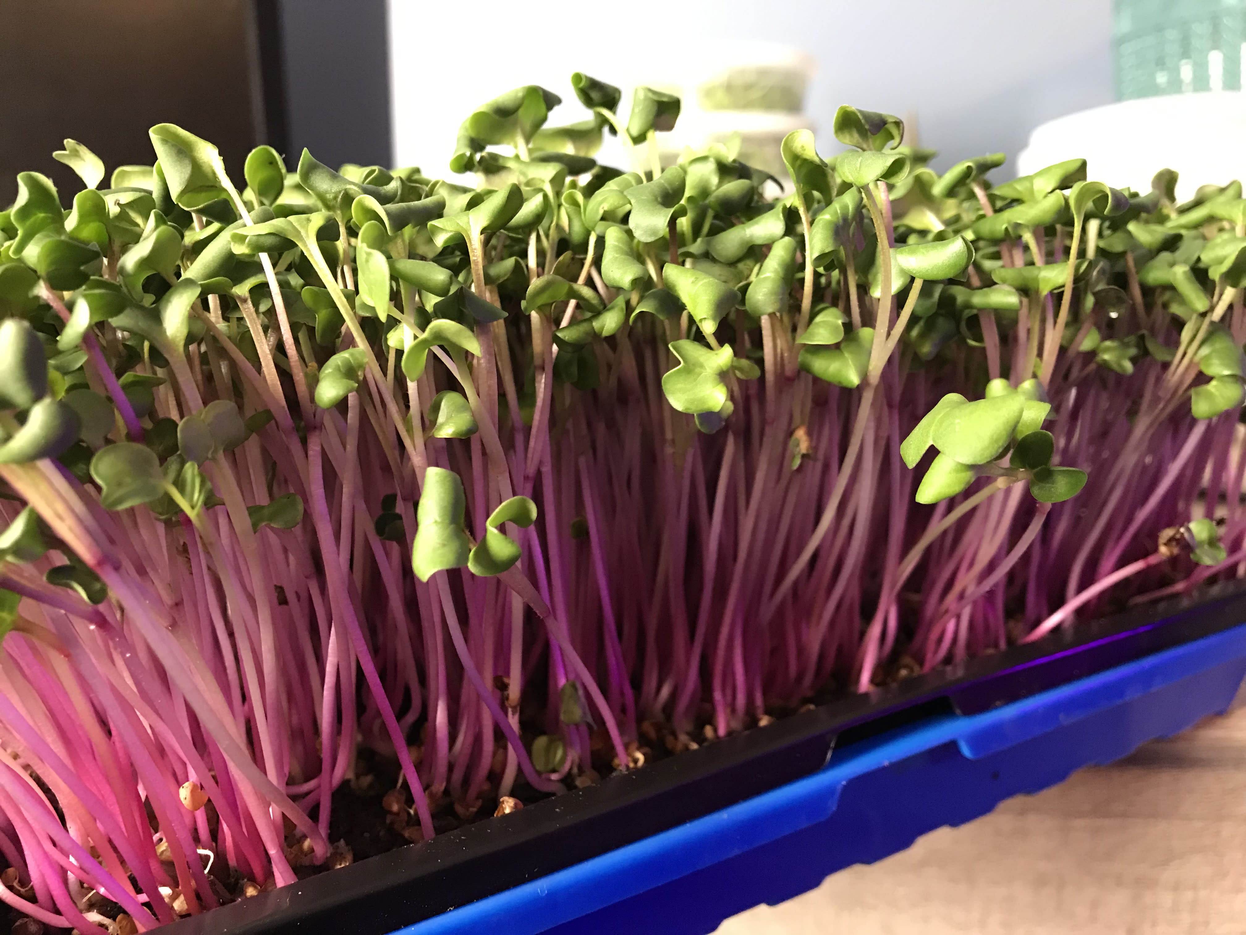 Close-up of fresh microgreens