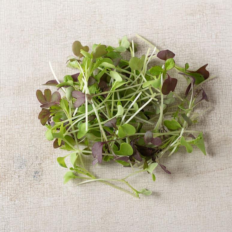 Freshly harvested microgreens mix