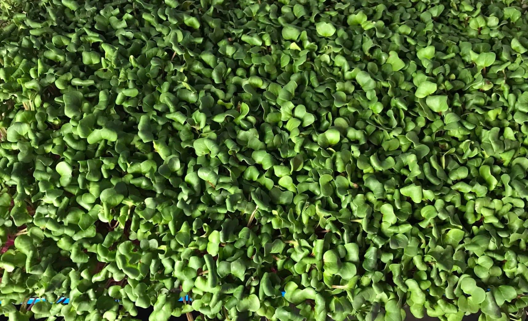Close texture of growing microgreens