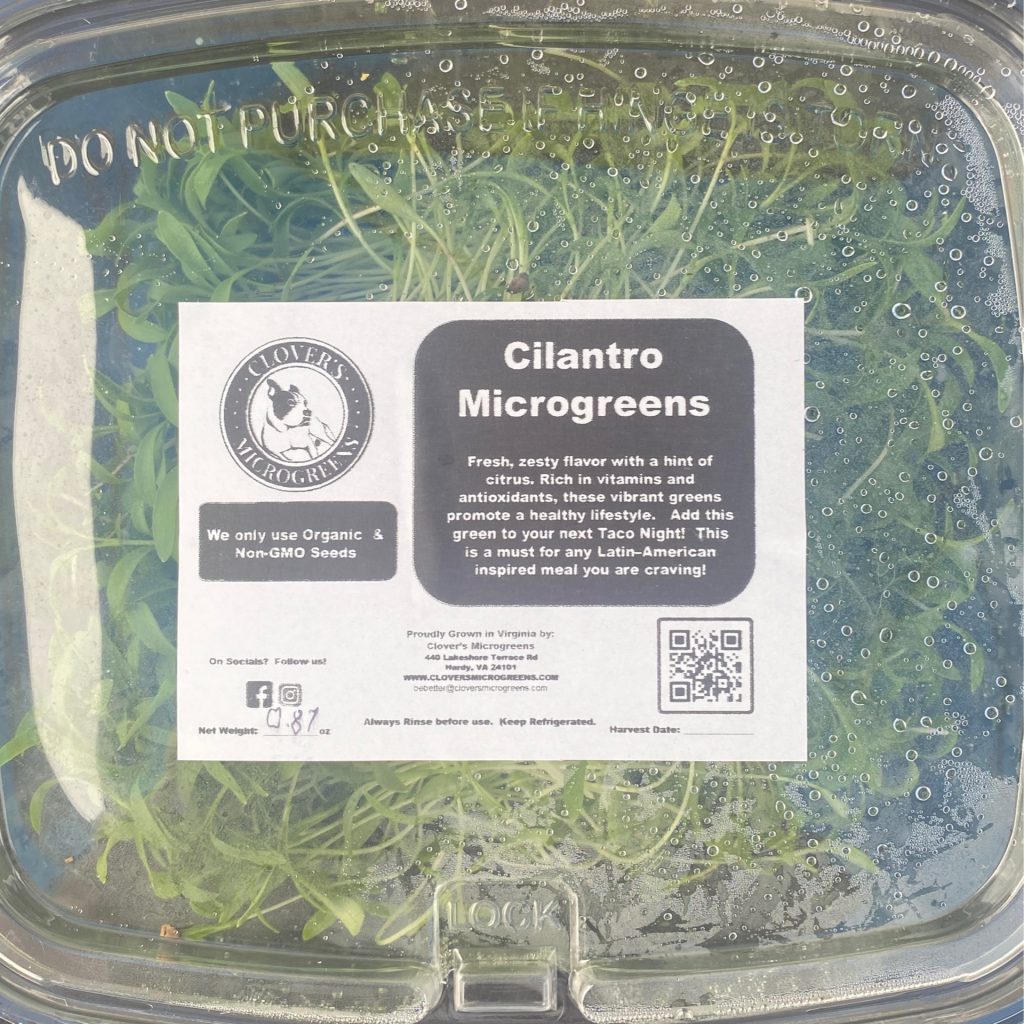 Cilantro Microgreens