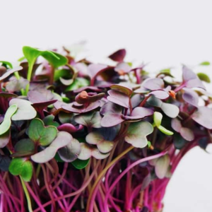 Red Acre Cabbage