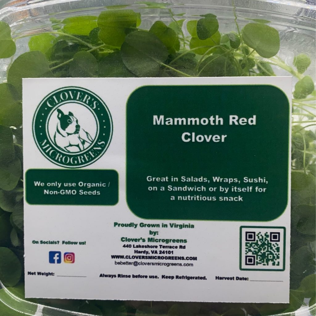 Mammoth Red Clover