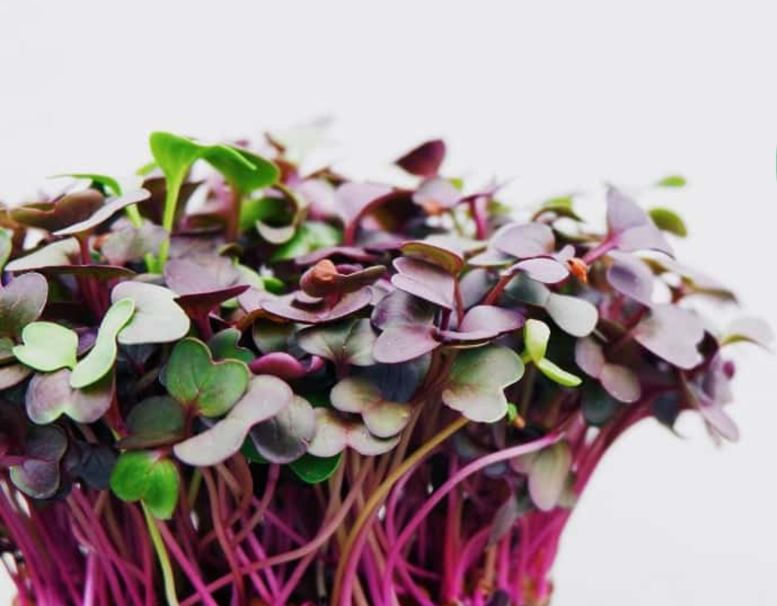 Red Acre Cabbage